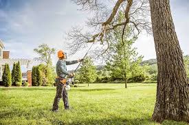 Best Hedge Trimming  in Paris, IL