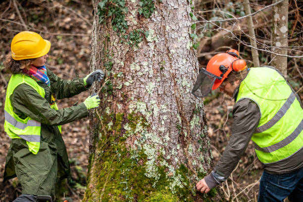 Best Emergency Tree Removal  in Paris, IL