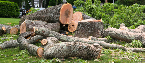 Best Hazardous Tree Removal  in Paris, IL