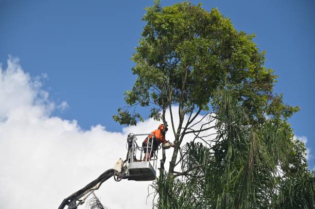 Best Tree Risk Assessment  in Paris, IL