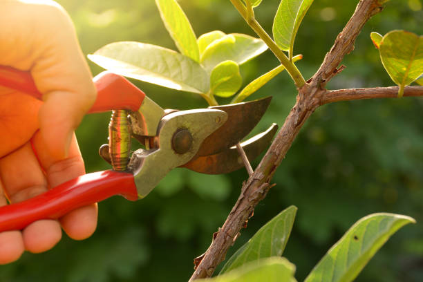 Best Root Management and Removal  in Paris, IL